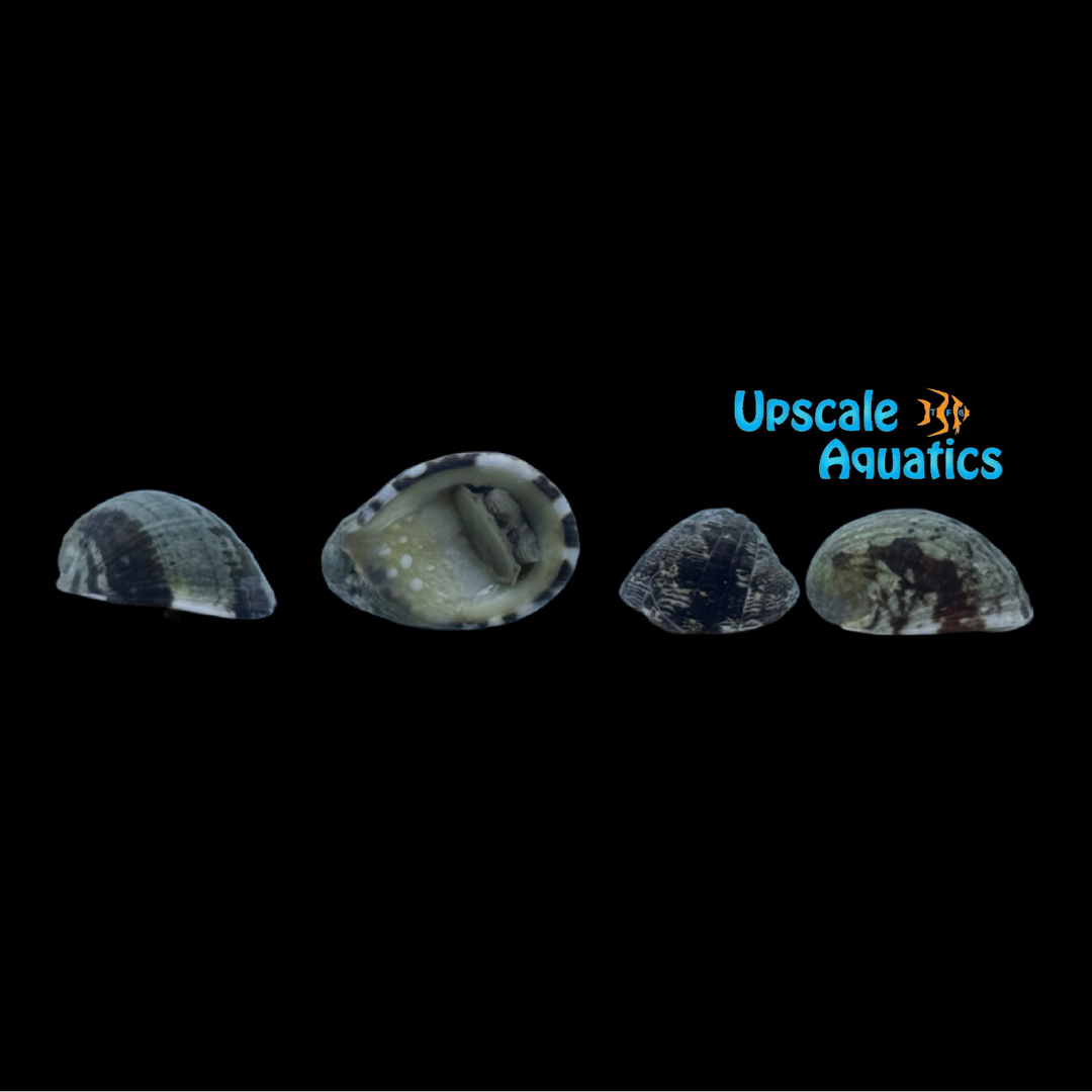 Ox Tongue Nerite Snail (Nerita albicilla)