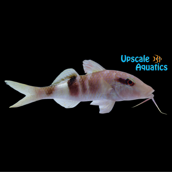 Crimson Manybar Goatfish (Parupeneus multifasciatus)