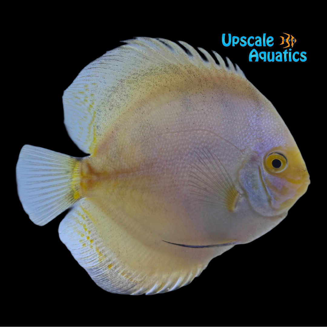 White Butterfly Discus (Symphysodon aequifasciatus)