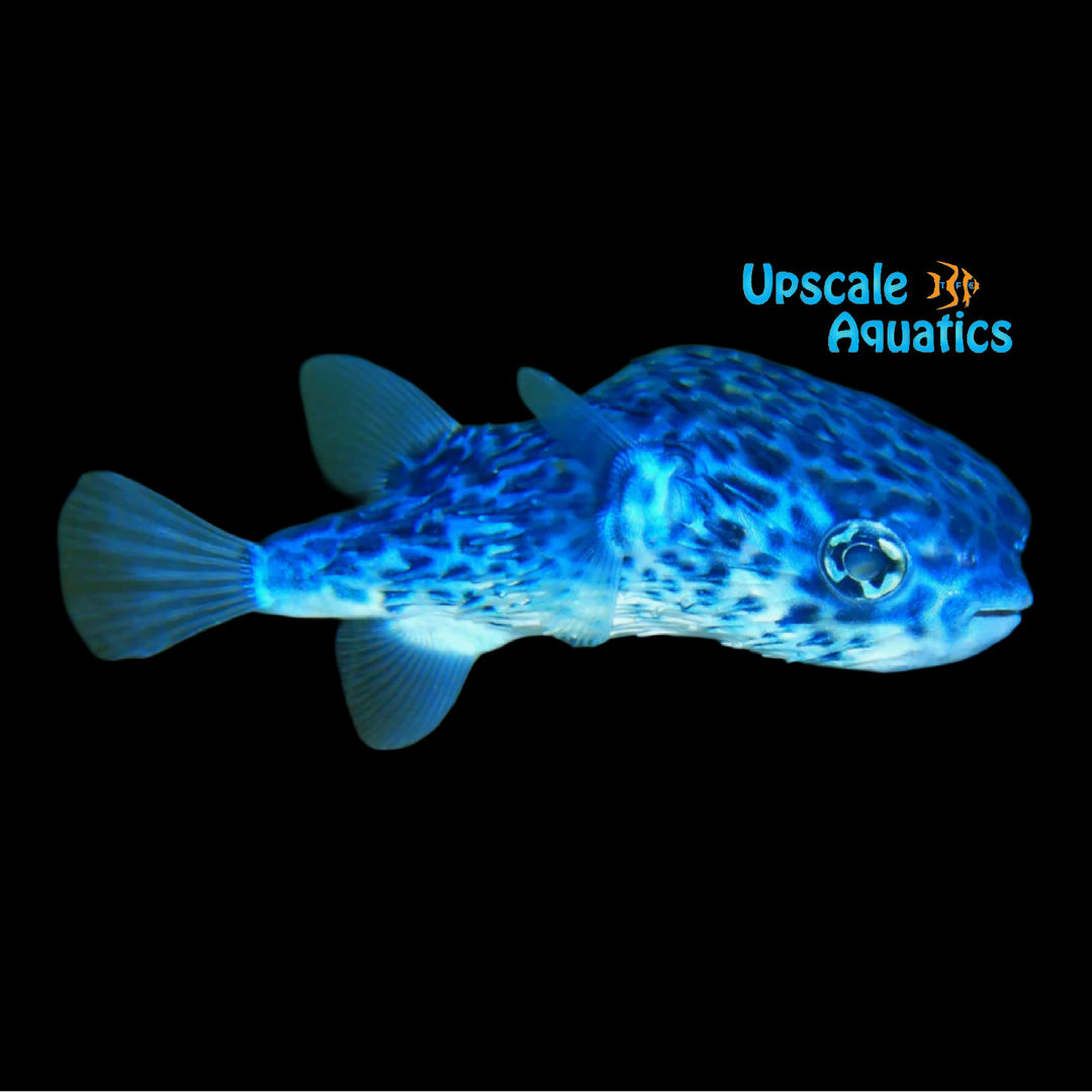 Blue Porcupine Puffer (Diodon eydouxii)