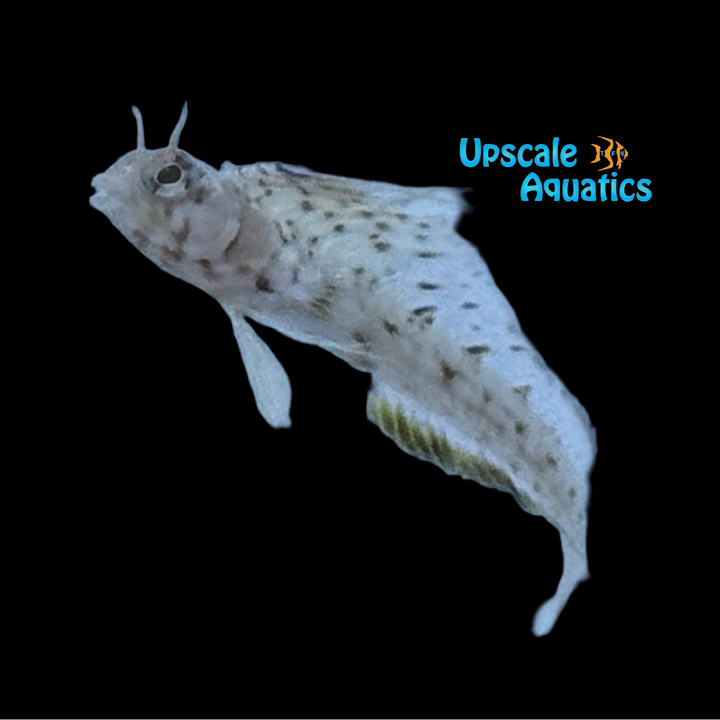 Gulf Signal Blenny (Emblemaria hypacanthus)