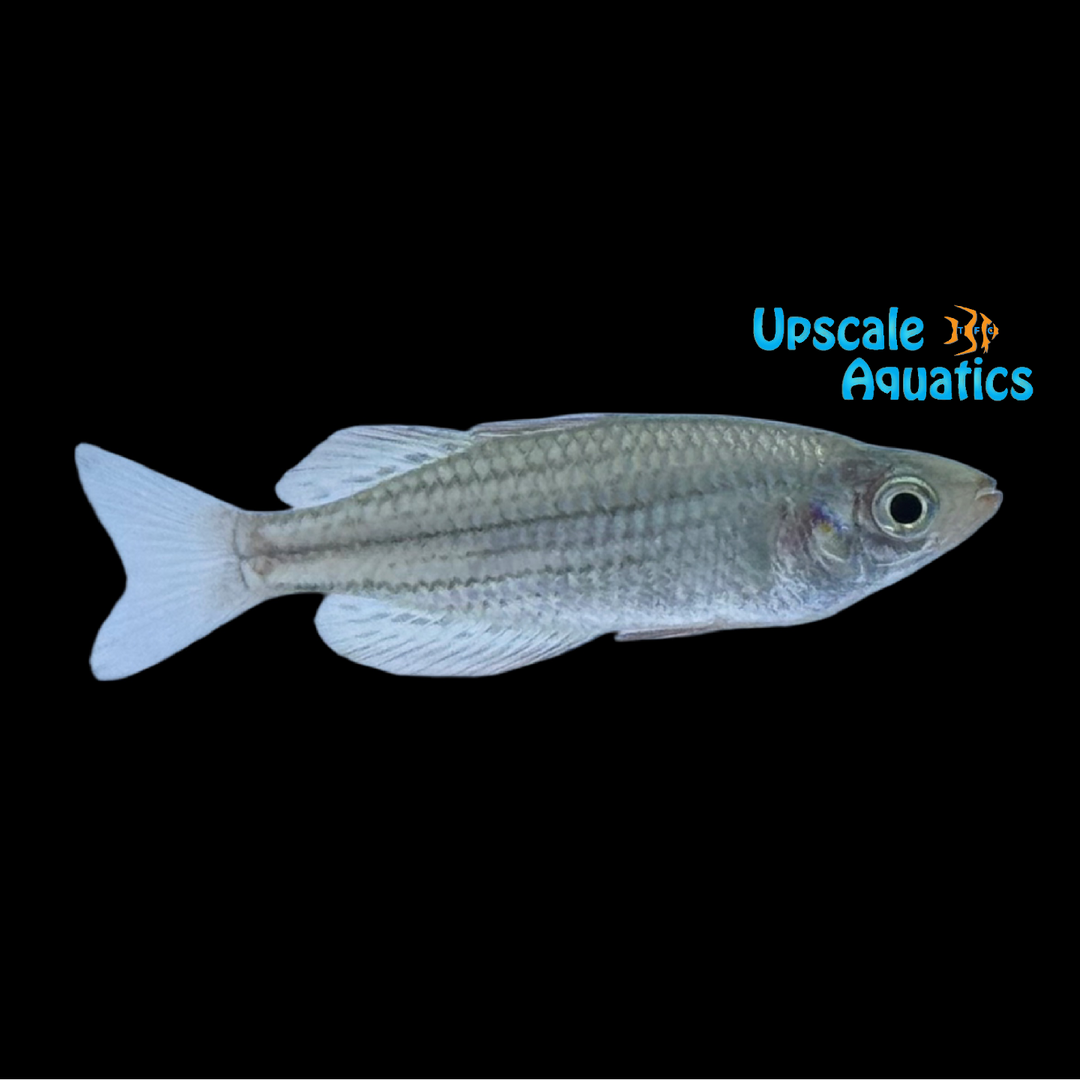 Boggy Creek Rainbowfish (Melanotaenia maccullochi)