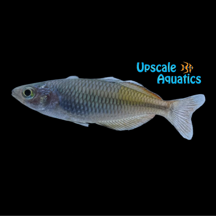 Boesemani Rainbowfish 'Red' (Melanotaenia boesemani var)