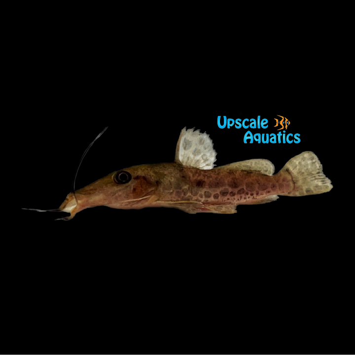 Giraffe Catfish (Auchenoglanis occidentalis)