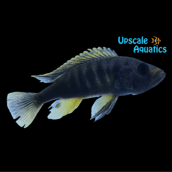 Pundamilia Igneopinnis 'Igombe Island'