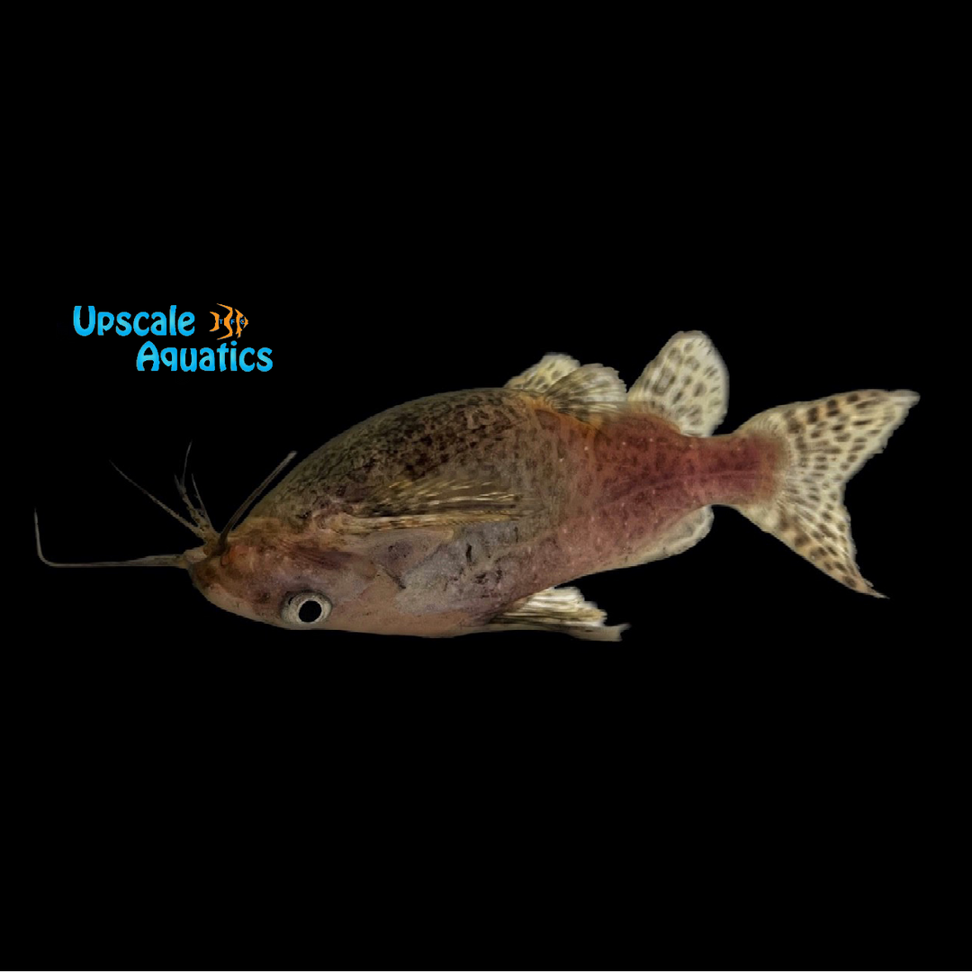 Blotched Upside Down Catfish (Synodontis nigriventris)