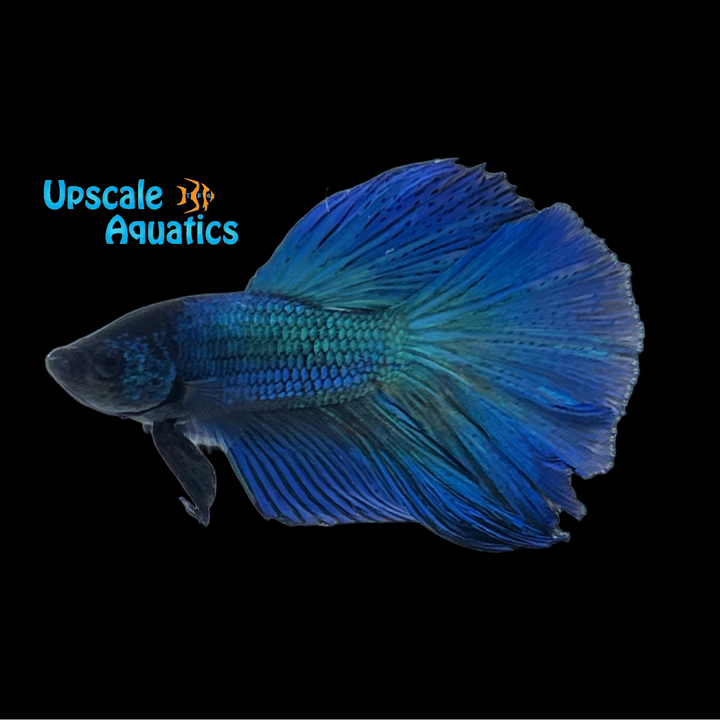 Assorted Halfmoon Betta - Male (Betta splendens)