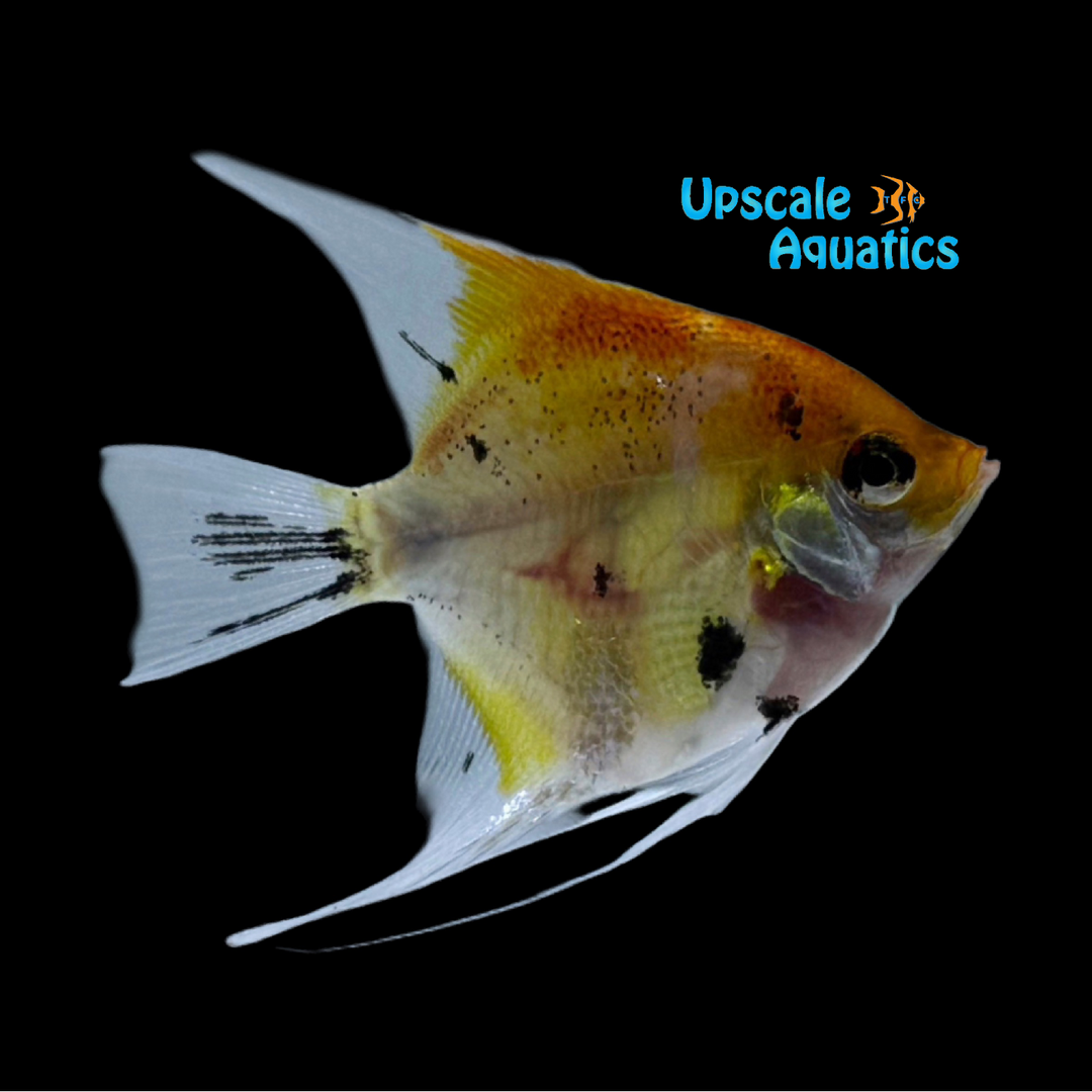High Coverage Koi Angelfish (Pterophyllum scalare)