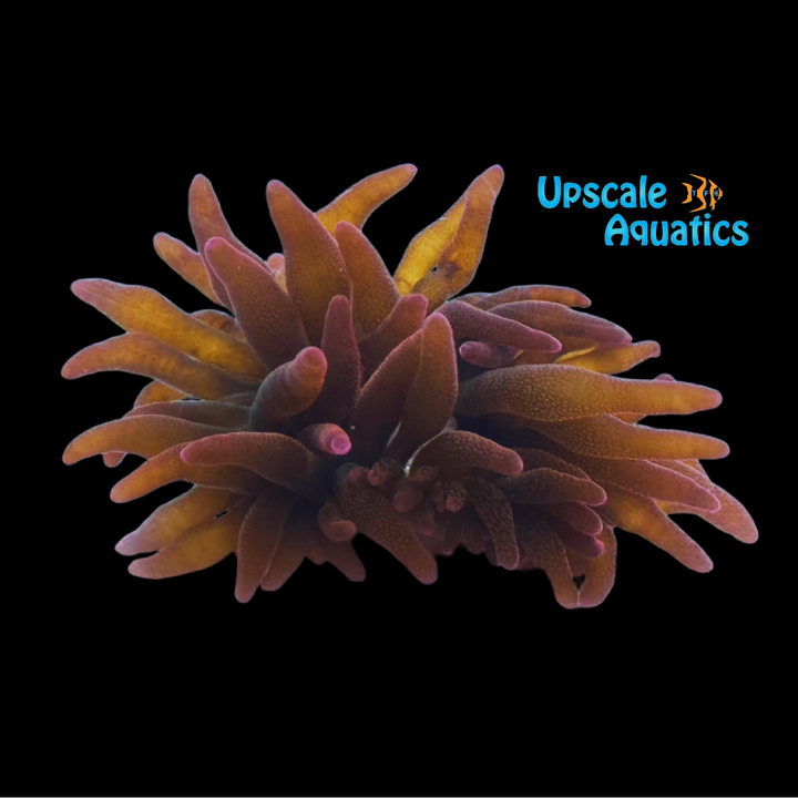 Rainbow Rose Bubble Tip Anemone (Entacmaea quadricolor)