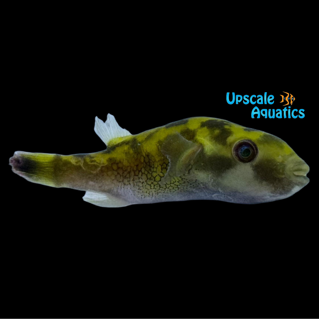 Ocellated Puffer (Leiodon cutcutia)