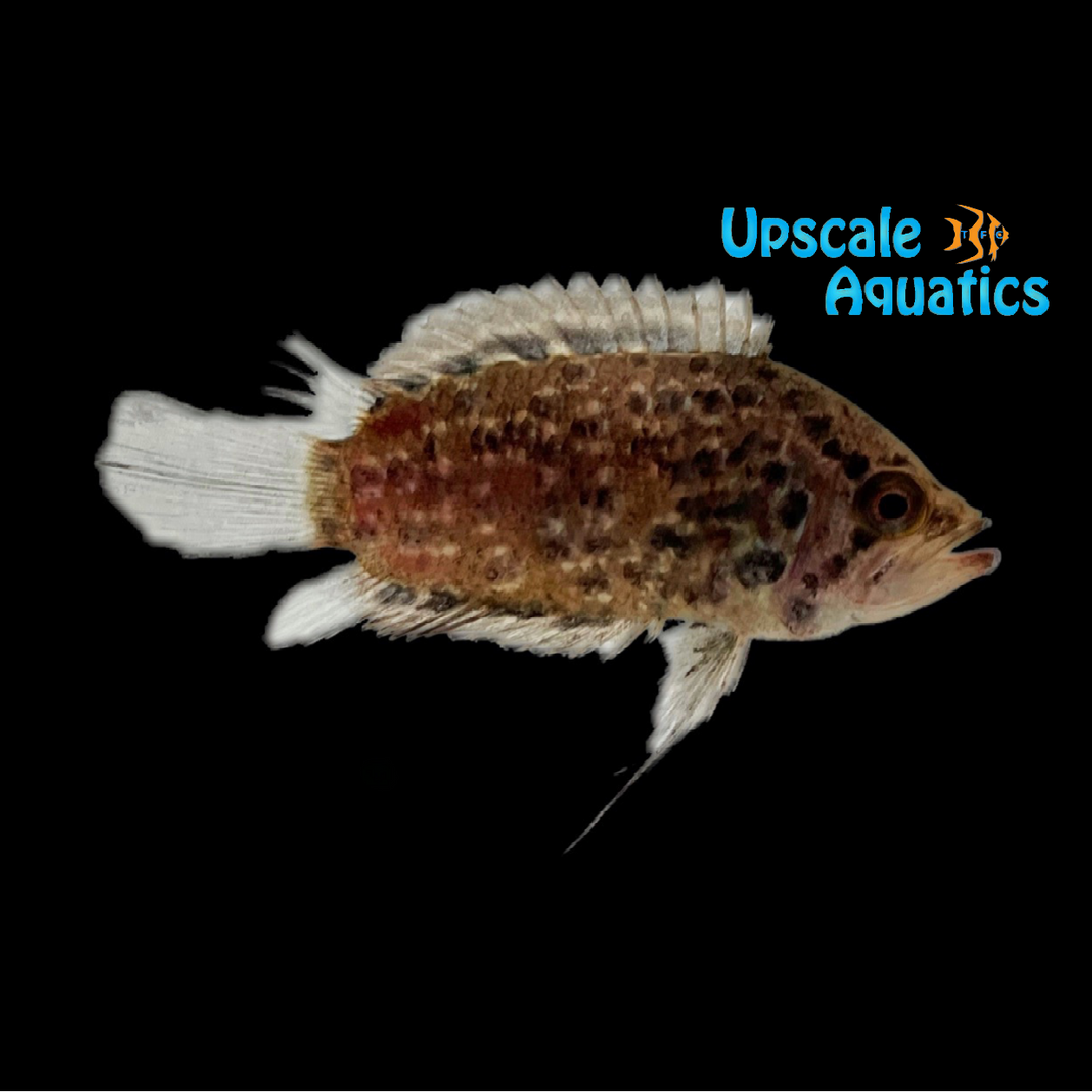 Guyana Leaffish (Polycentrus schomburgkii)