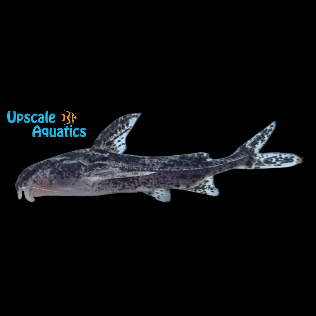 Parrot Doradid Catfish (Rhynchodoras woodsi)