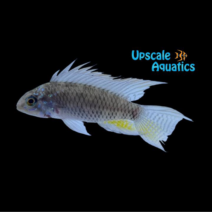 Apistogramma sp. 'Breitbinden'