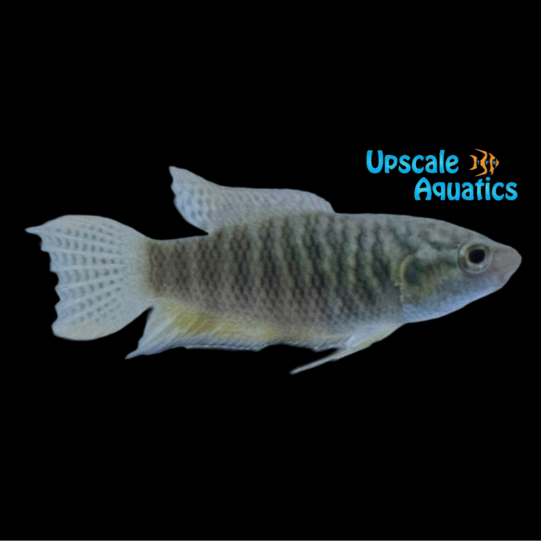 Snakeskin Paradise Gourami (Macropodus opercularis)