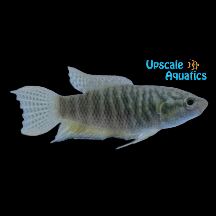 Snakeskin Paradise Gourami (Macropodus opercularis)