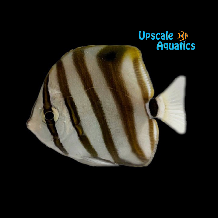 Sixspine Butterflyfish (Parachartodon ocellatus)