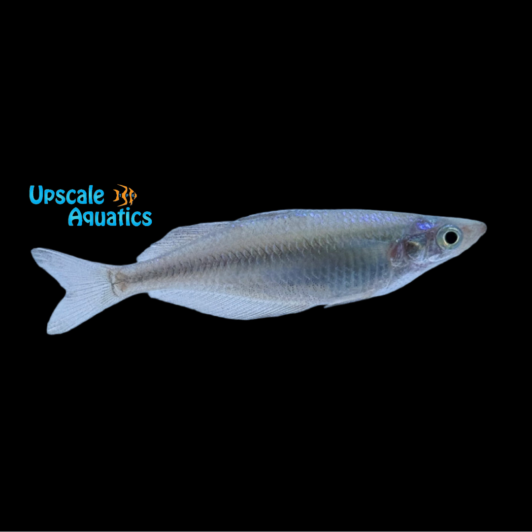 Taritatu River Rainbowfish (Chilatherina sp. Taritatu River)