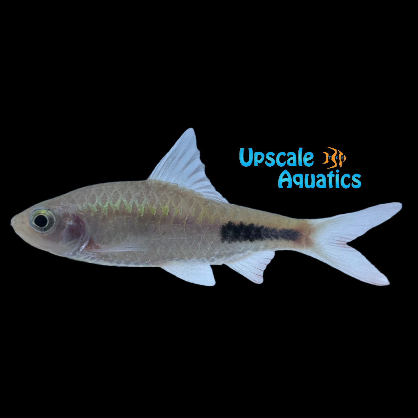 Rohan's Imperial Barb (Dawkinsia rohani) – Upscale Aquatics