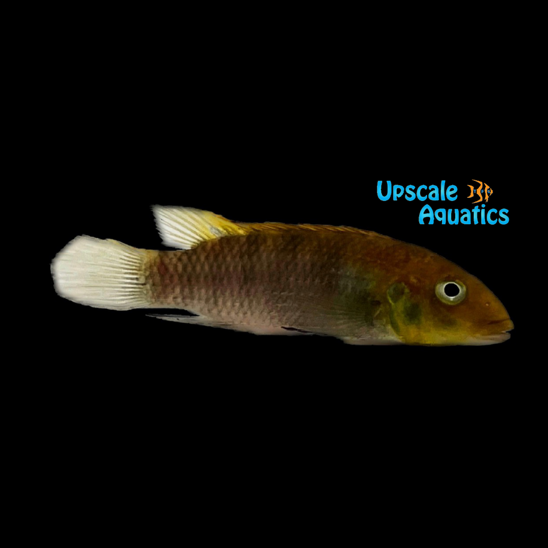 Red Lipped Kribensis (Wallaceochromis rubrolabiatus 'Dubreka')