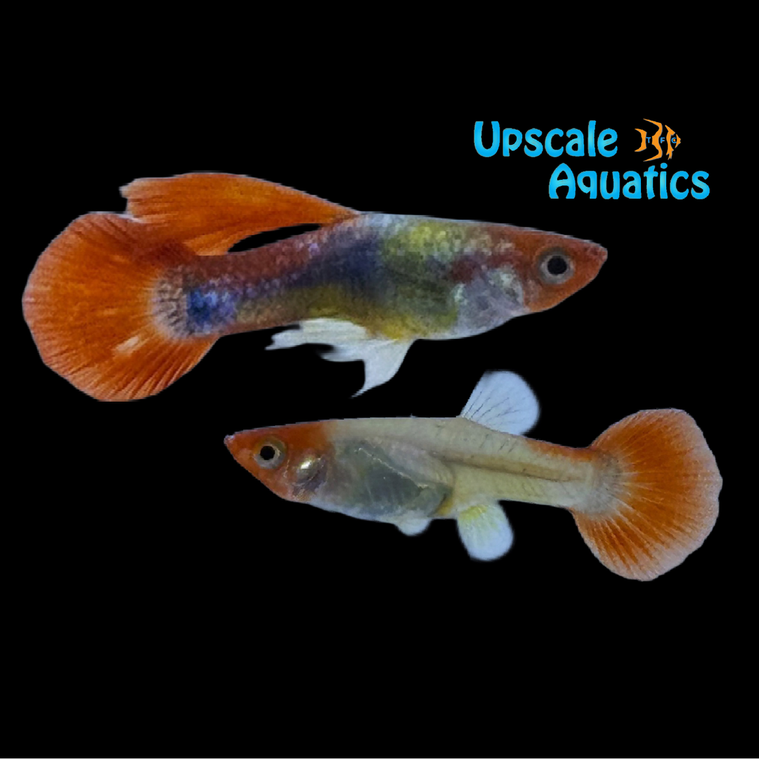 Miracle Koi Guppy (Poecilia reticulata)