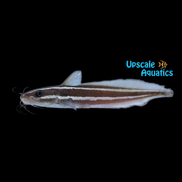 Marine Coral Catfish (Plotosus lineatus)