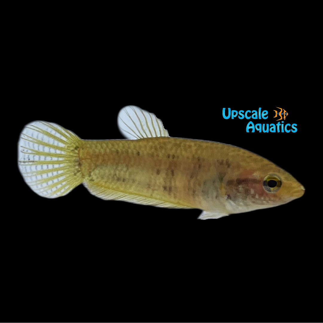 Pearl Spot Betta - Wild (Betta edithae)