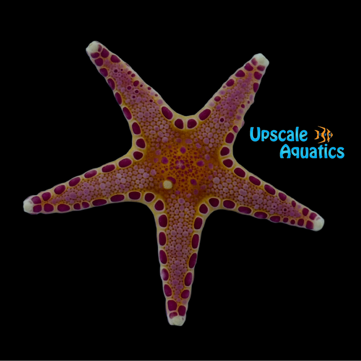 Unusual Sea Star (Neoferdina insolita)