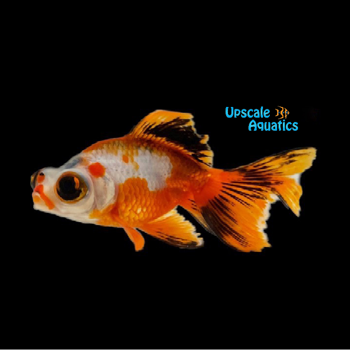 Butterfly Telescope Goldfish (Carassius auratus)