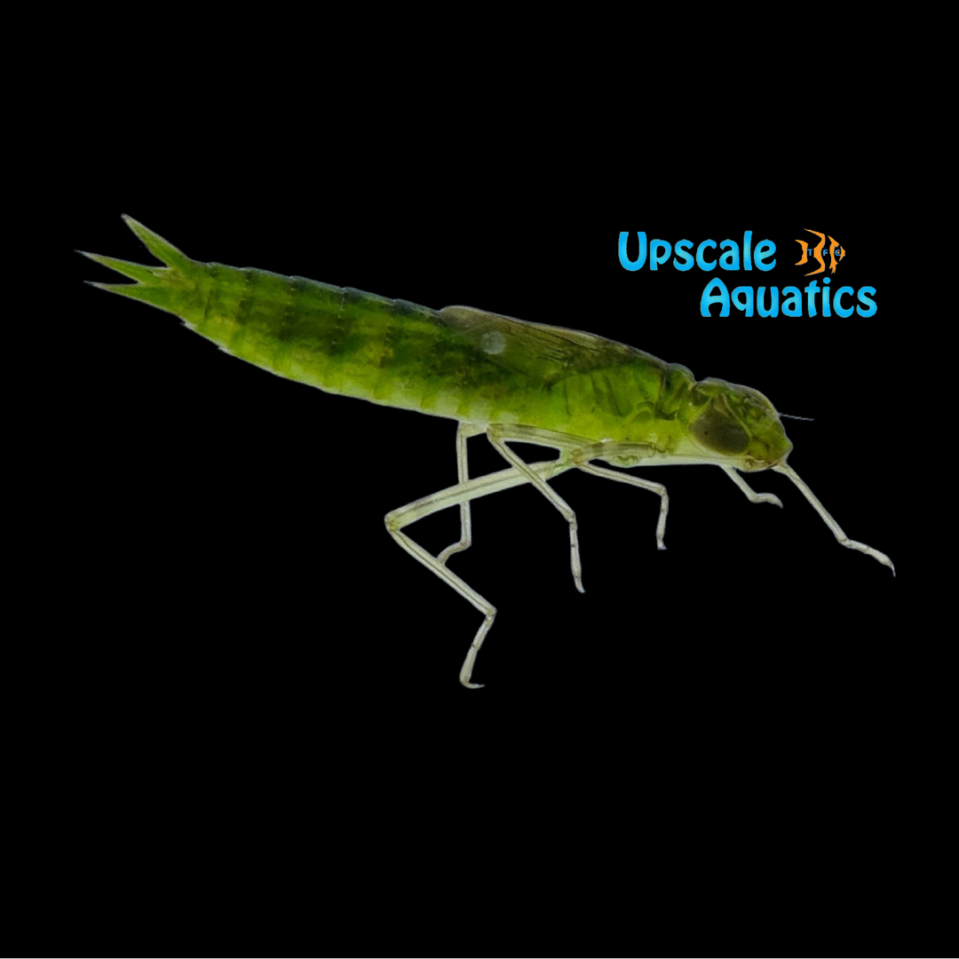 Green Darner Dragonfly Larvae (Anax junius)