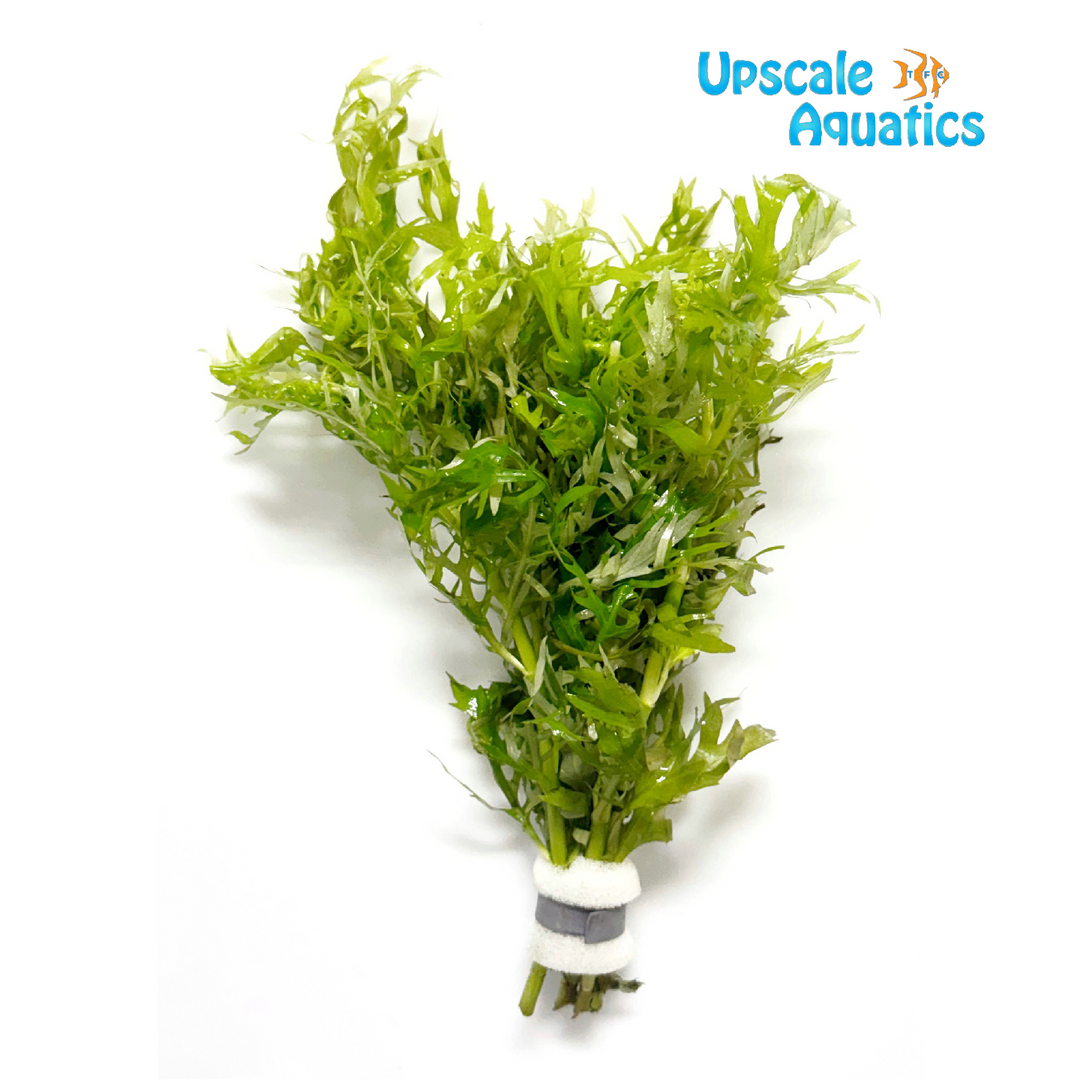 Lemon Wisteria (Hygrophila difformis var.)