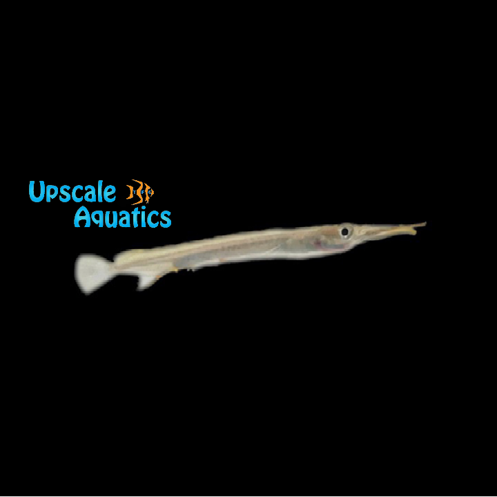 Forest Halfbeak (Hemirhamphodon pogonognathus)