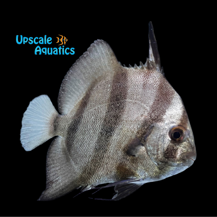 Atlantic Spadefish (Chaetodipterus faber)
