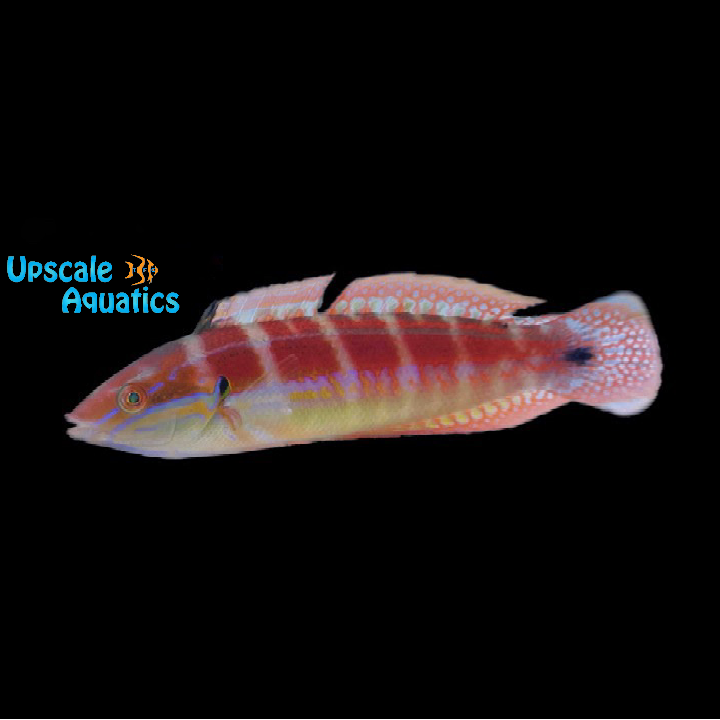 Spot Tail Coris Wrasse (Coris caudimacula)