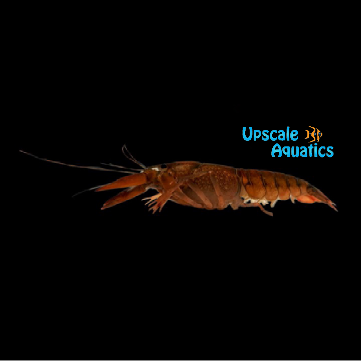 Papua Monticola Lobster (Cherax monticola)