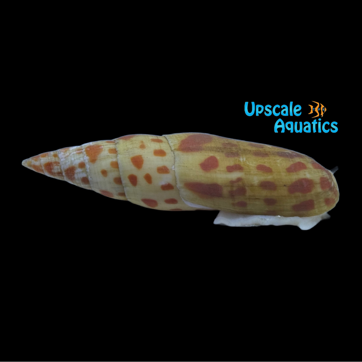 Orange Spotted Mitra Snail (Mitra mitra)