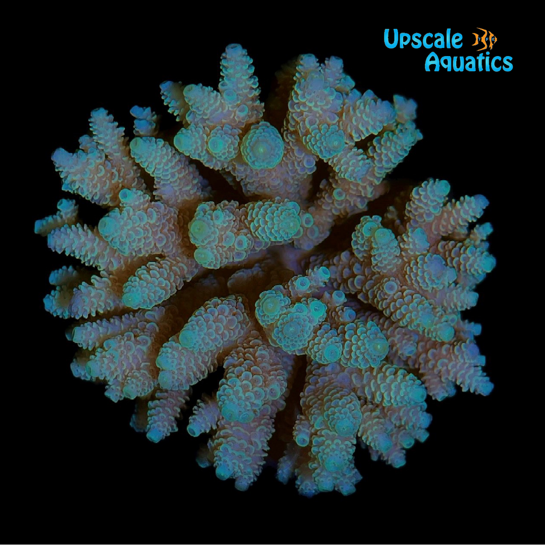 Assorted Ultra Acropora Coral (Acropora sp.)