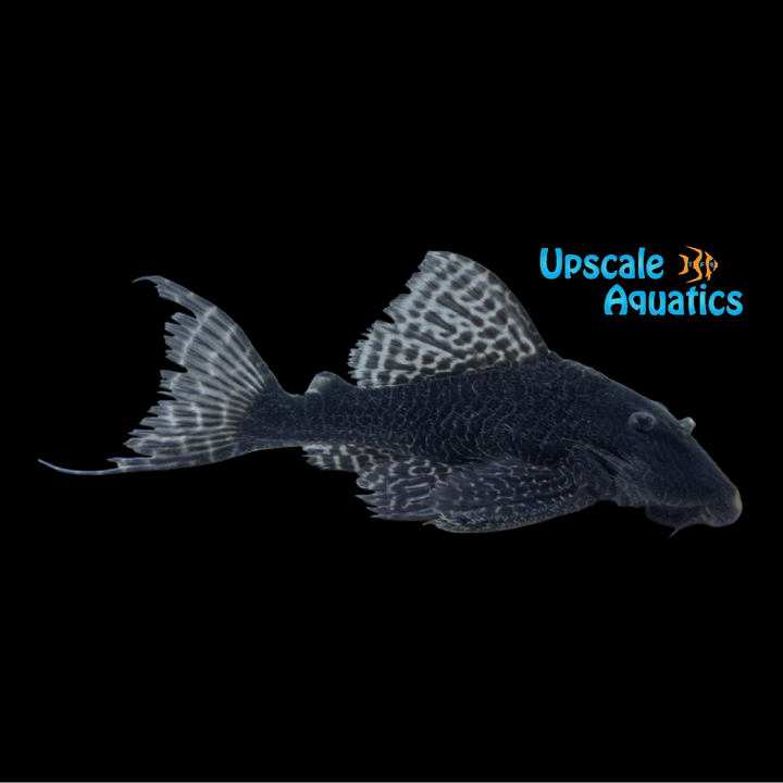 King Arabesque Pleco 'Moa Pleco' L453 (Panaqolus sp. L453)