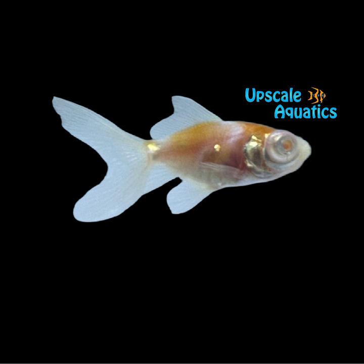 Albino Red & White Moor Goldfish (Carassius auratus)
