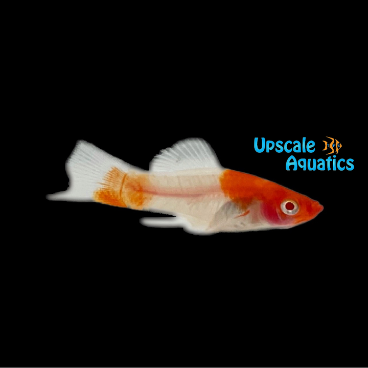 Albino Koi Kohaku Swordtail (Xiphophorus helleri)
