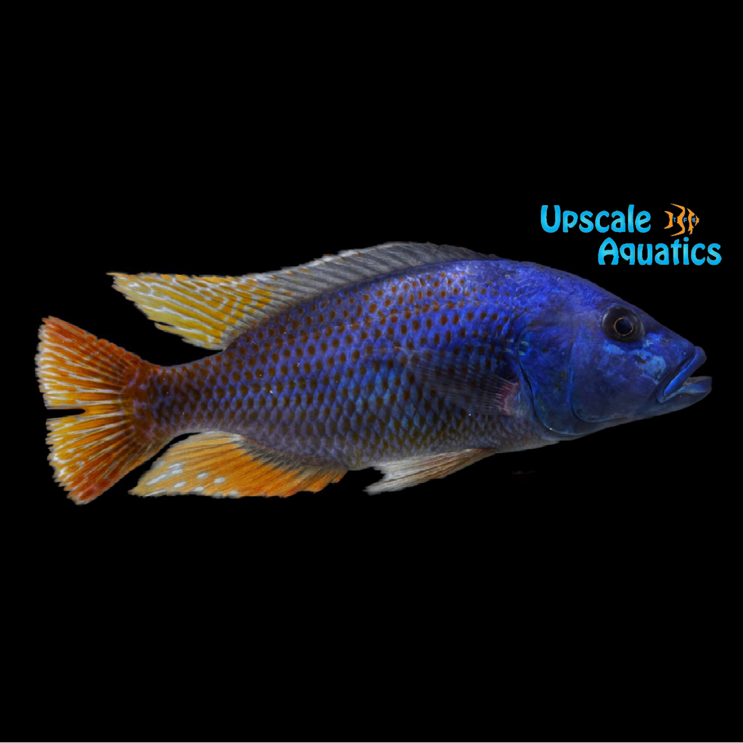 Fusco Cichlid (Nimbochromis fuscotaeniatus)