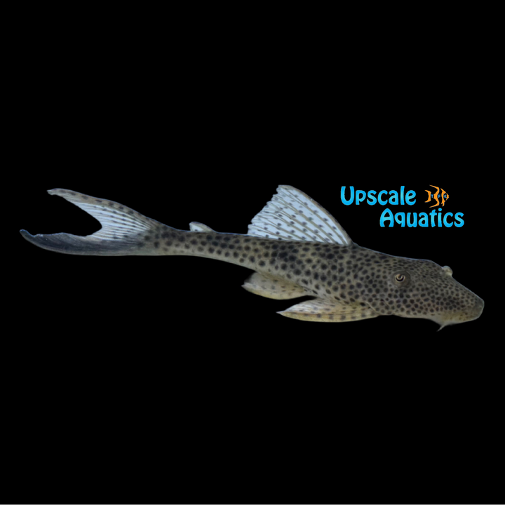 Blue Fin Thresher Pleco L153 (Squaliforma villarsi)