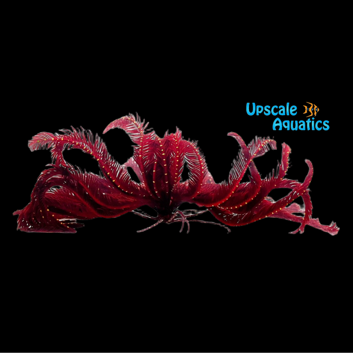 Red Feather Starfish (Himerometra robustipinna)