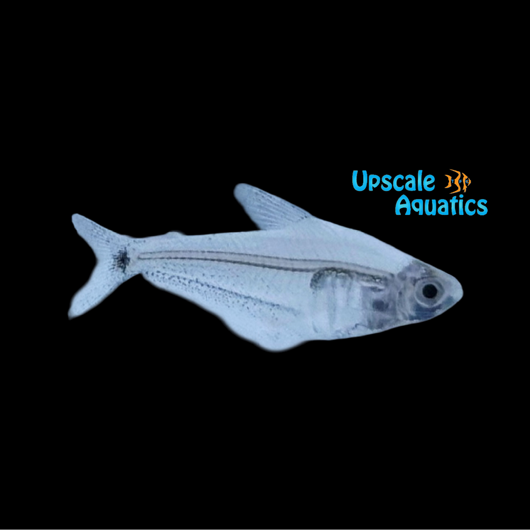 Amazon Crystal Tetra (Protocheirodon pi)