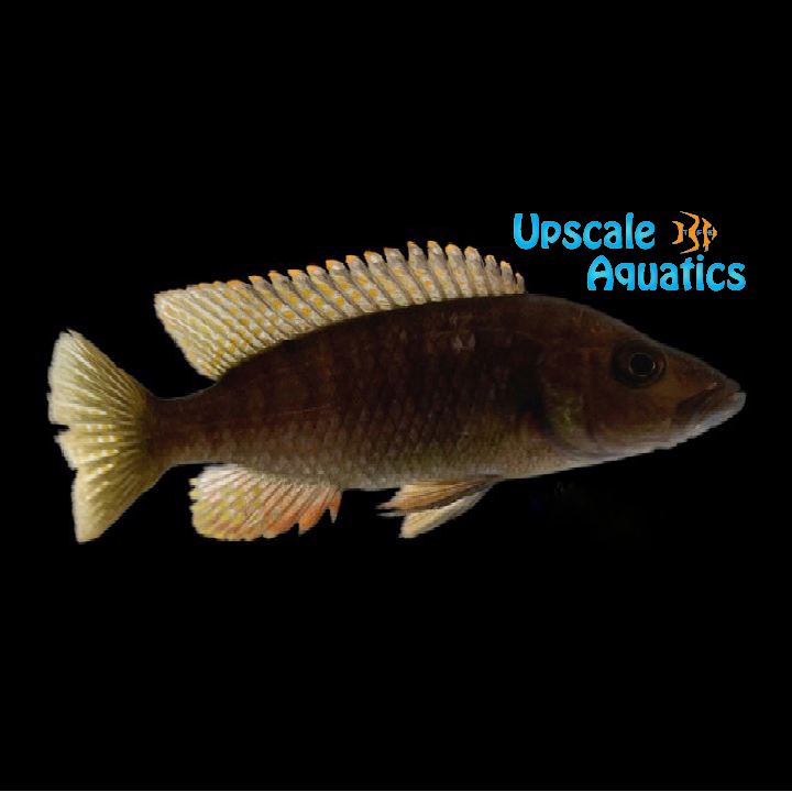 Modestus Red Hap (Stigmatochromis modestus)