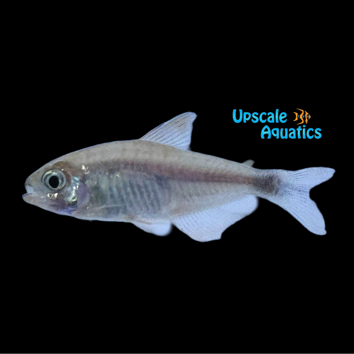 Peppermill Tetra (Hyphessobrycon peugeoti)