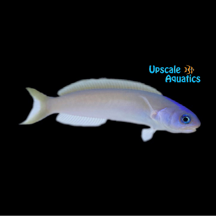 Blue Head Tilefish (Hoplolatilus cuniculus)