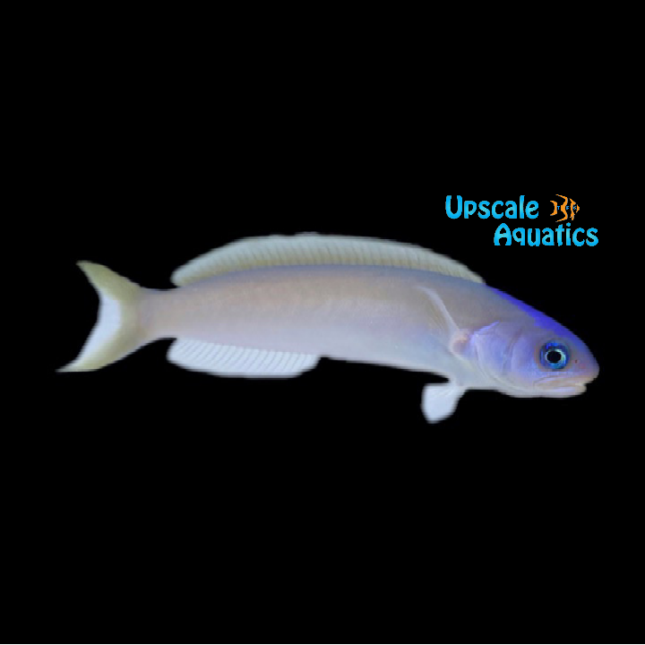 Dusky Tilefish (Hoplolatilus cuniculus)