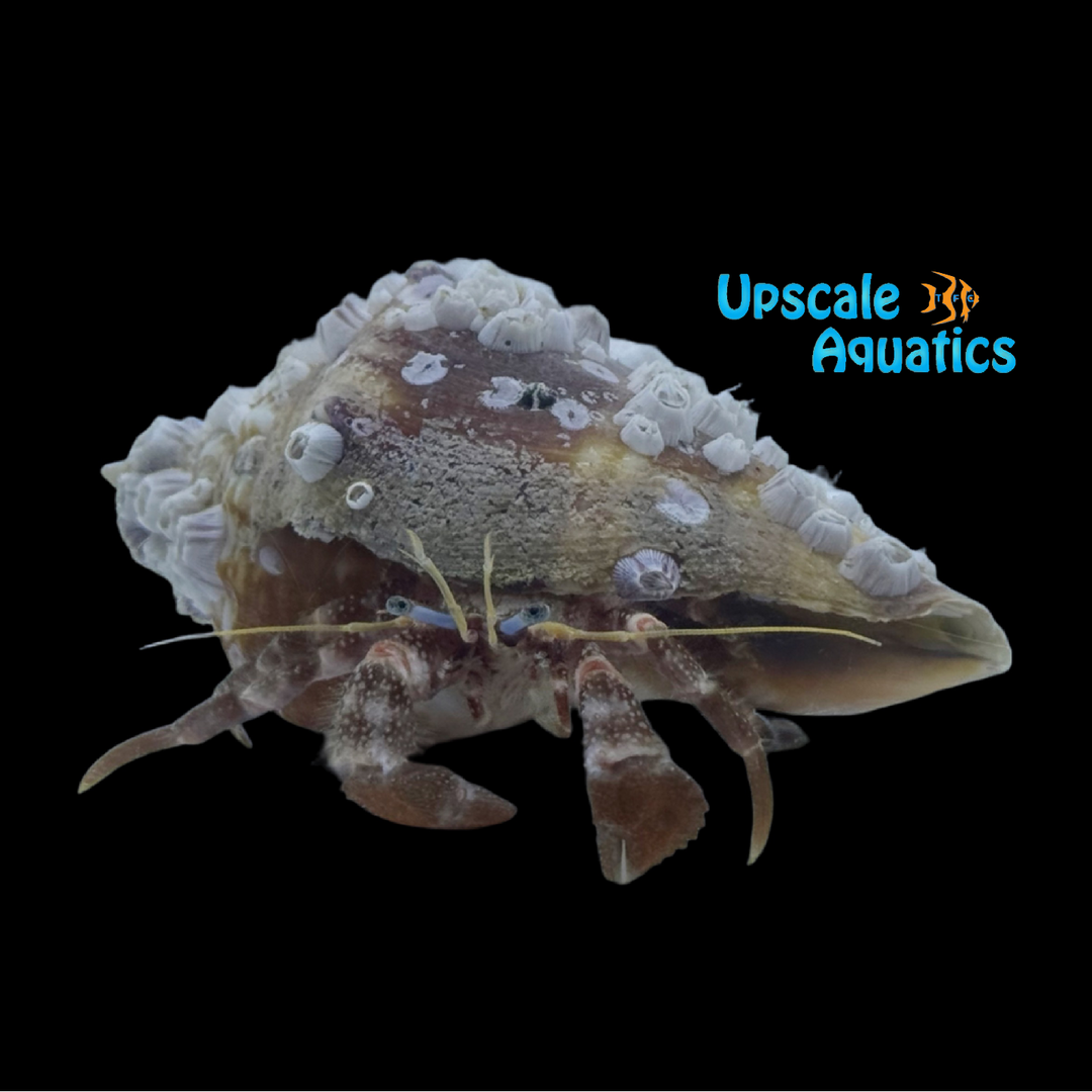 Red Flat Clawed Hermit Crab (Pagurus impressus)