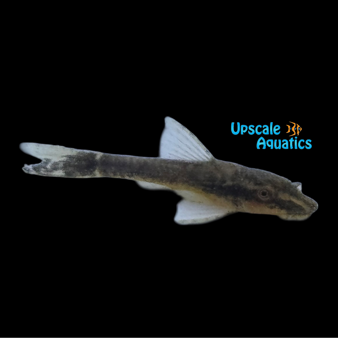 Black Otocinclus (Otothyropsis piribebuy)