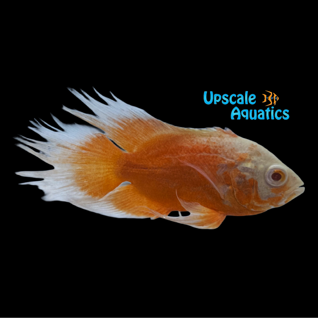 Longfin Chili Red Oscar (Astronotus ocellatus)